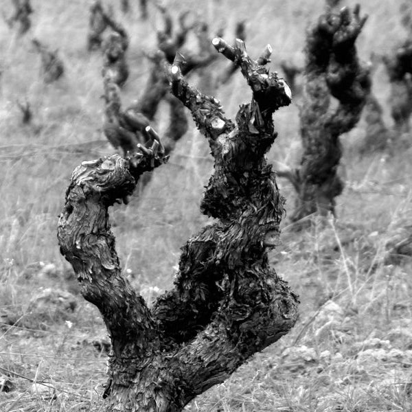 Rioja Maisulan 6 2021