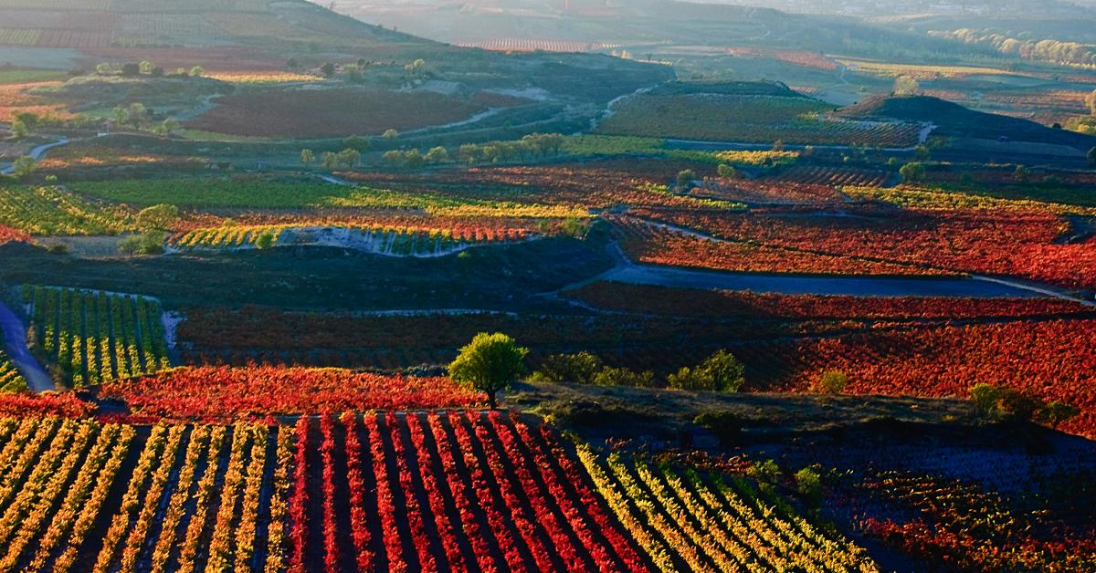 Rioja Maisulan 6 2021