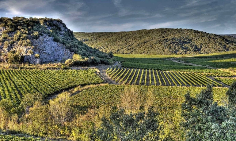 VDF Sauvignon Blanc 2023, Maison Gauzi