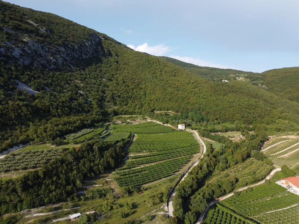 Bardolino 'Dafne' 2022