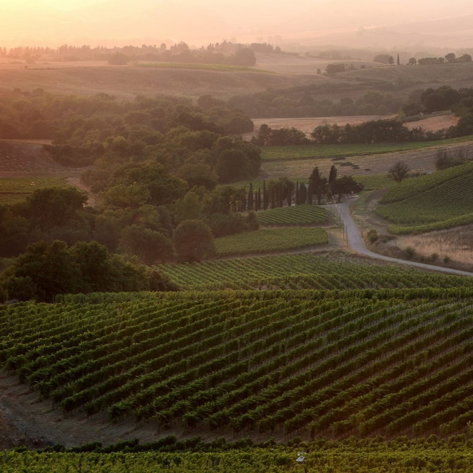 Rosso di Montalcino 'Molino della Suga' 2020