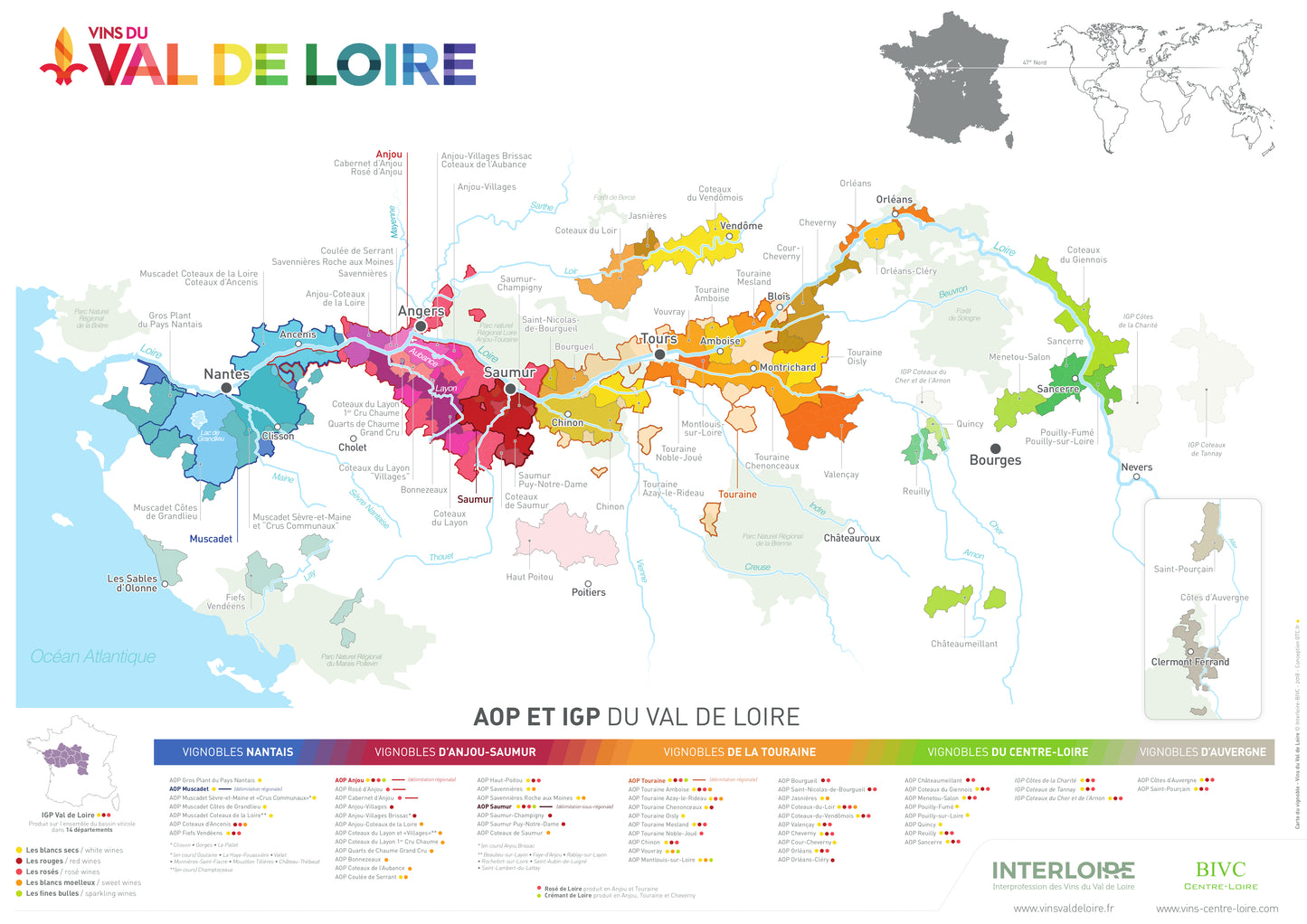 Anjou 'Tulipe' 2023