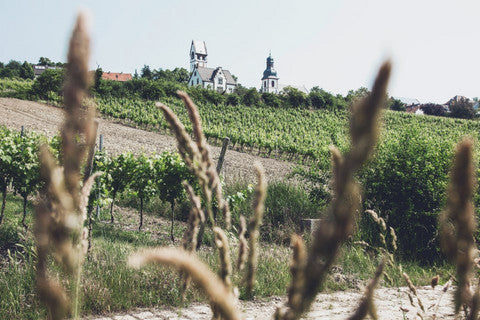 Blanc de Noir 2023, Weingut Schwedhelm