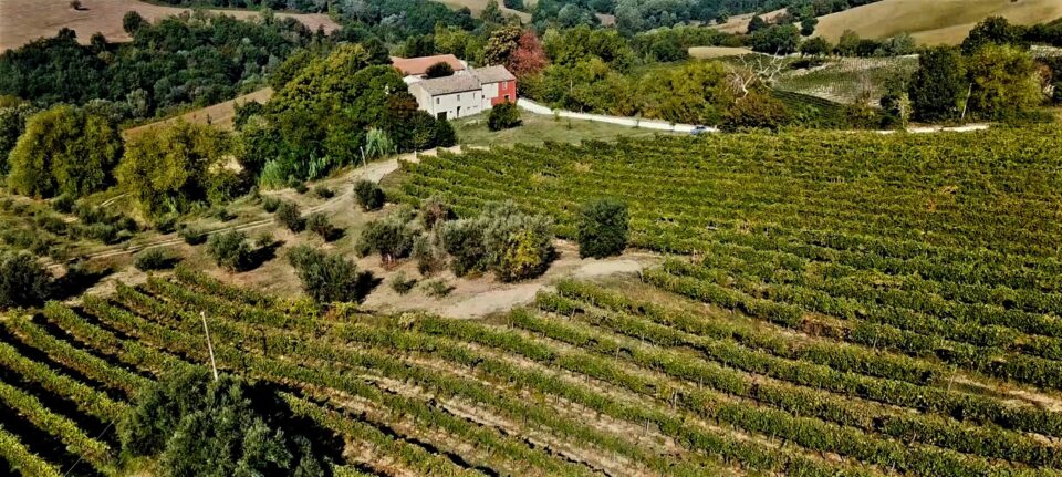 Verdicchio dei Castelli di Jesi 2023, Failoni