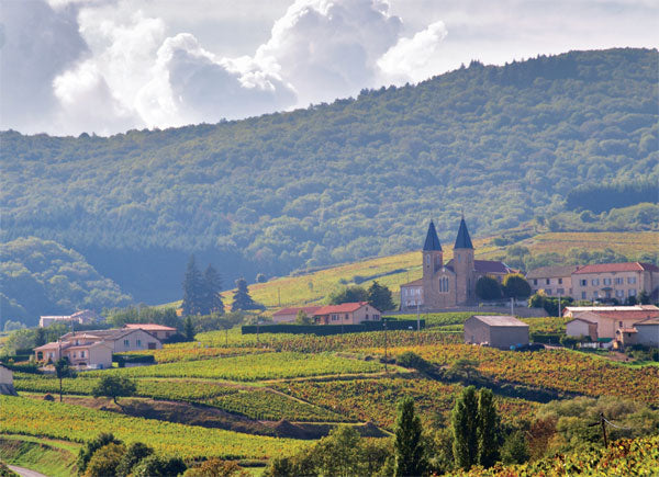 Beaujolais 'Le Ronsay' 2023