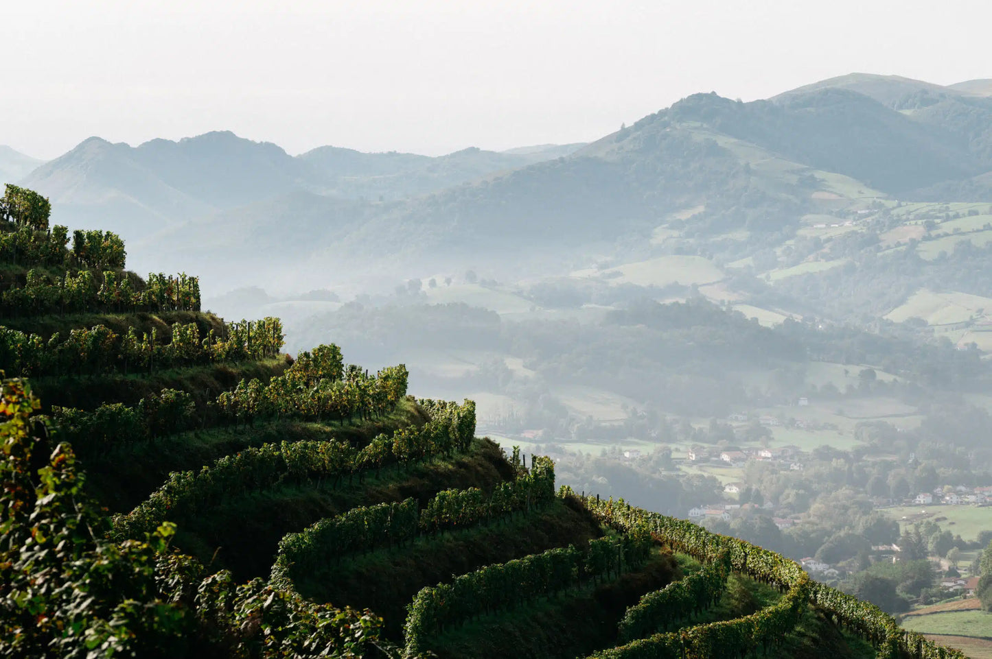 IGP Côtes de Gascogne 'L'original' 2023, Chambre d'Amour