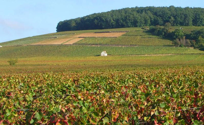 Bourgogne Chardonnay 2024, Jean-Jacques Girard