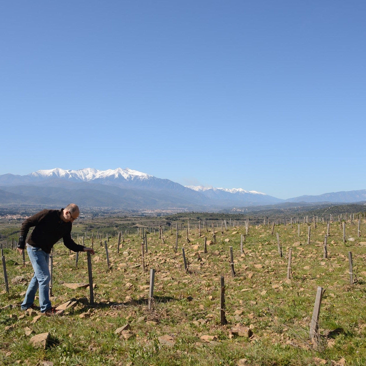 Côtes du Roussillon Rosé 'Les Terrasses' 2023
