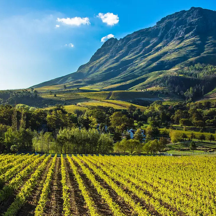 Sauvignon Blanc 'Jukken Bareru' 2024