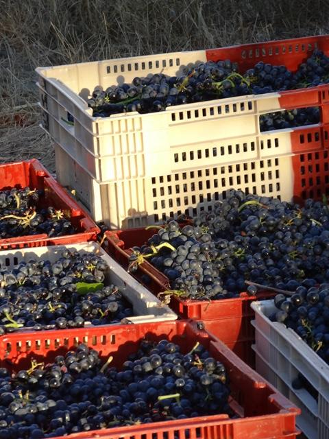 IGP Côtes Catalanes 'Solo Grenache' 2022