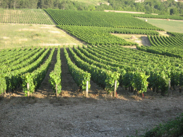 Bourgogne Aligoté 2023, Domaine Sorin Coquard