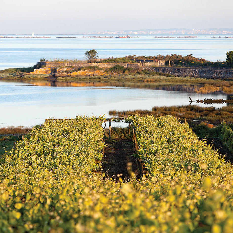 Rias Baixas 'Pedralonga' 2023, Adega Pedralonga
