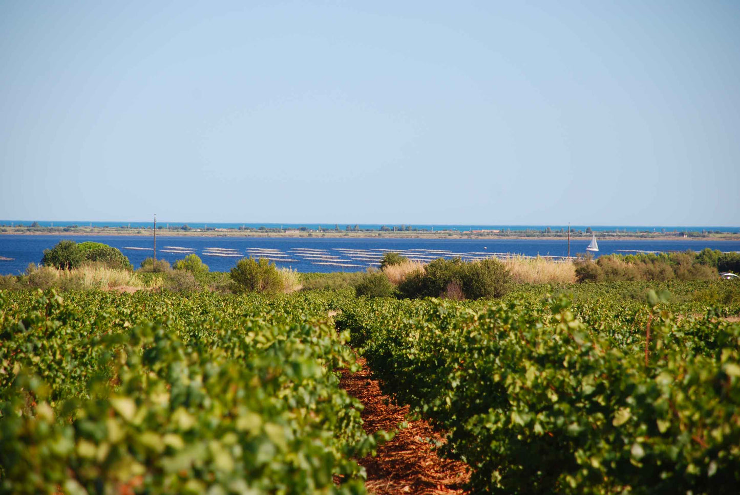 Picpoul de Pinet 2023
