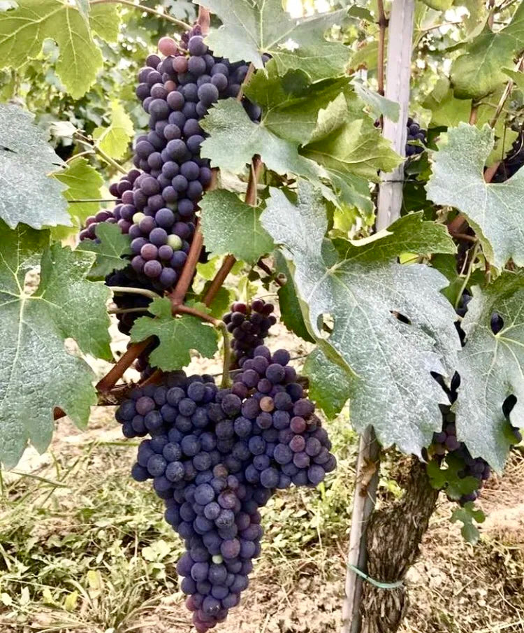 Langhe DOC 'Mesdi Rosato' 2024