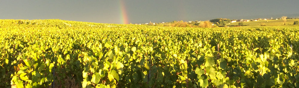 Bourgogne 'La Croix des Batailles' 2022