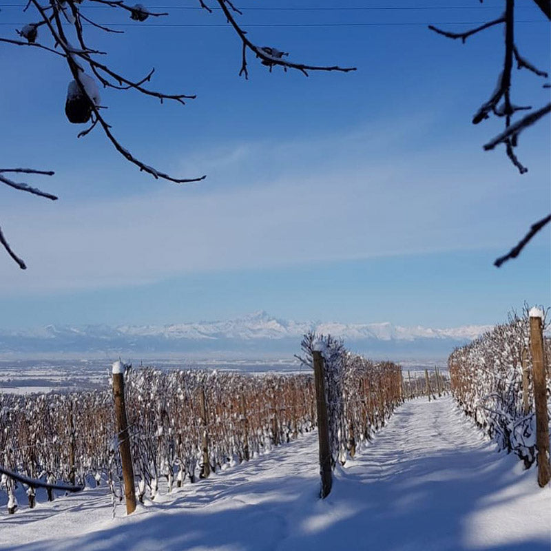 Langhe DOC 'Mesdi Rosato' 2024