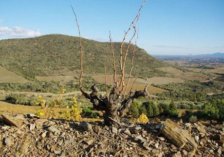 Côtes du Roussillon Rosé 'Les Terrasses' 2023