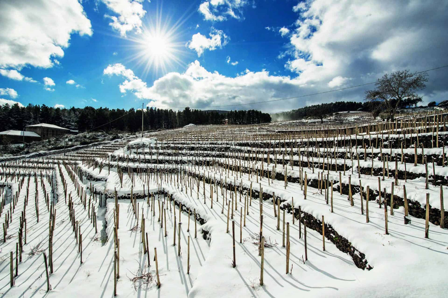 Etna rosso 'Alta Mora' 2021