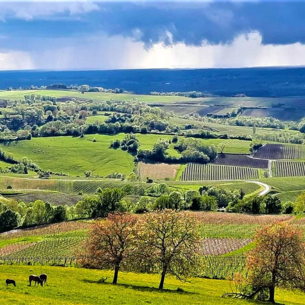 Arbois Mouchet 2019