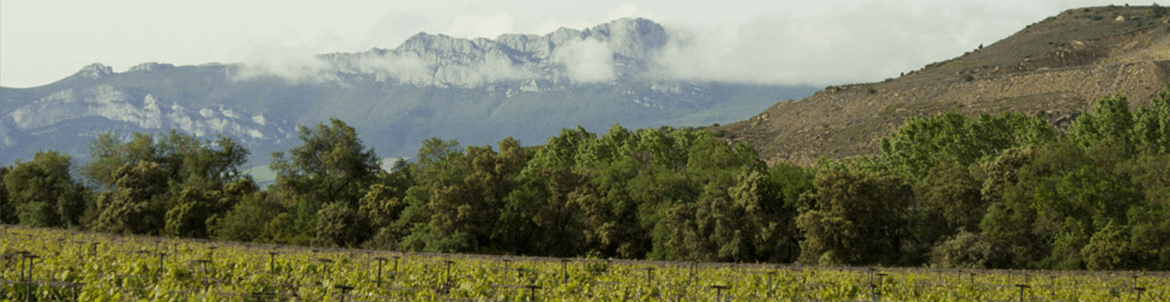 Rioja Crianza DOC 'Bikandi' 2021