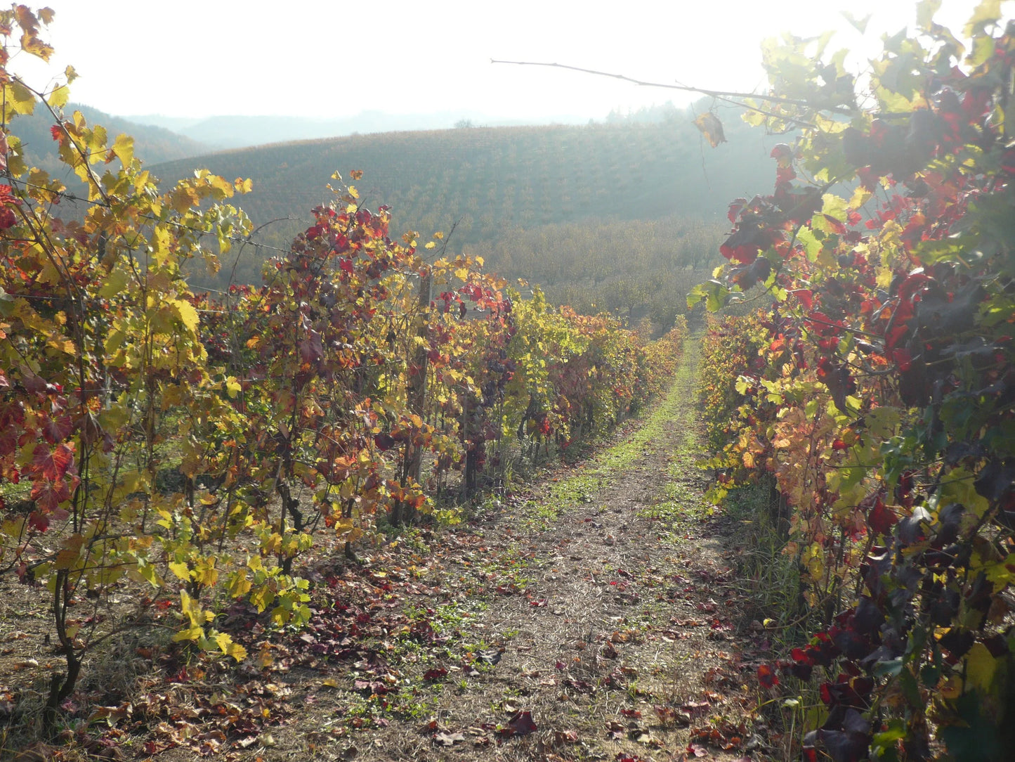 Côtes du Rhône 'Assiégés' 2023