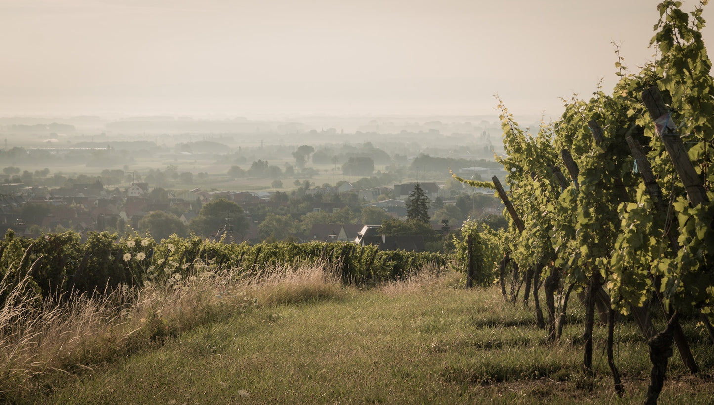Côtes du Rhône blanc 'Lou Pontias Viognier' 2023