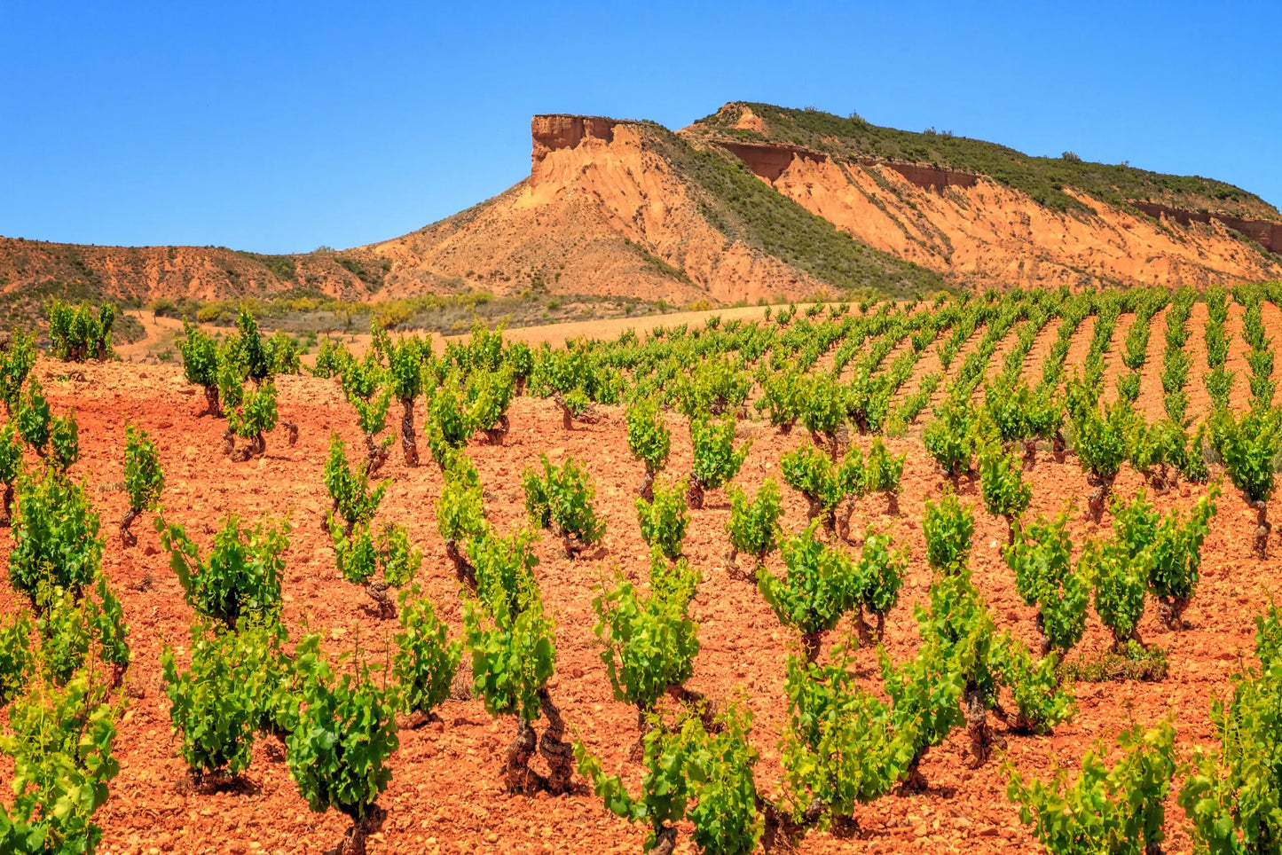 DO Cariñena 'Bota Bota' 2023