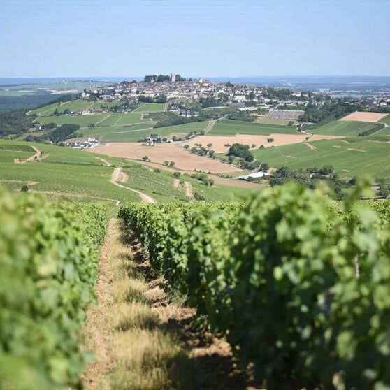 VDF Pinot noir 2024