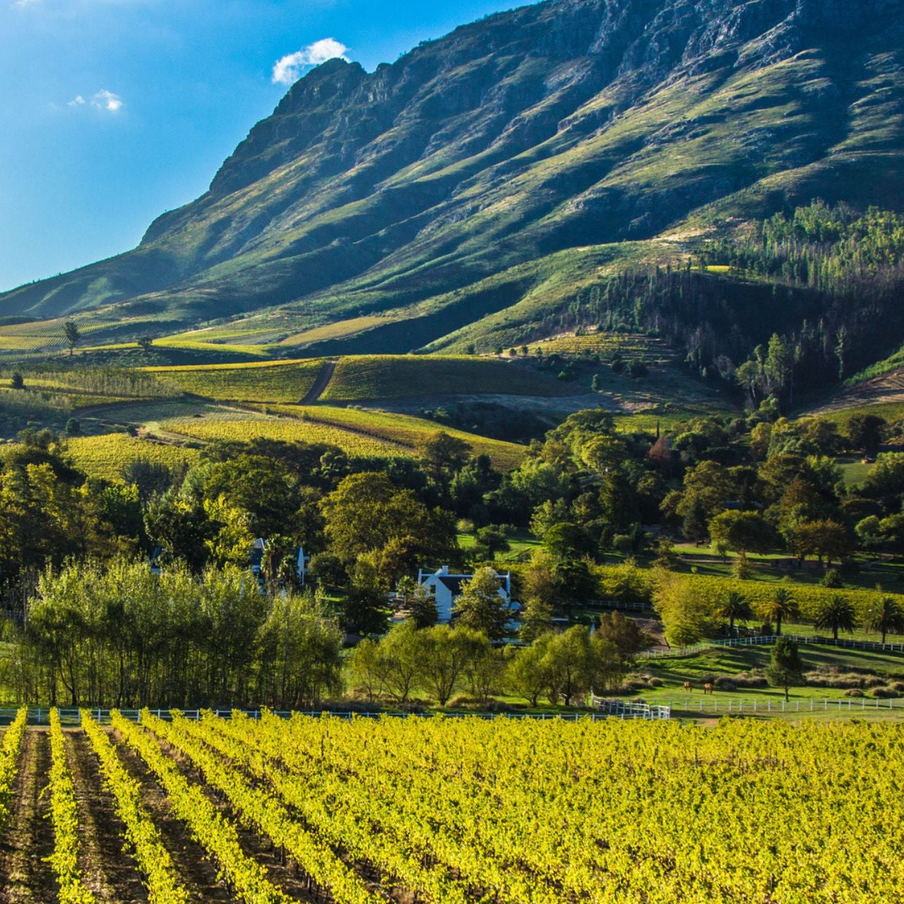 WO Stellenbosch 'Veld Vesnit' 2022