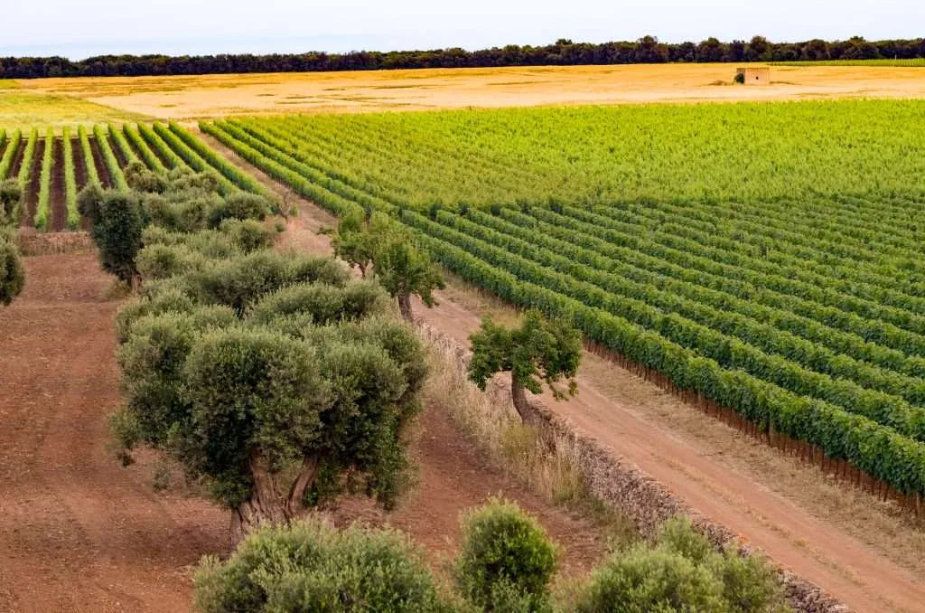 Primitivo Salento IGT 'Tuma' 2022