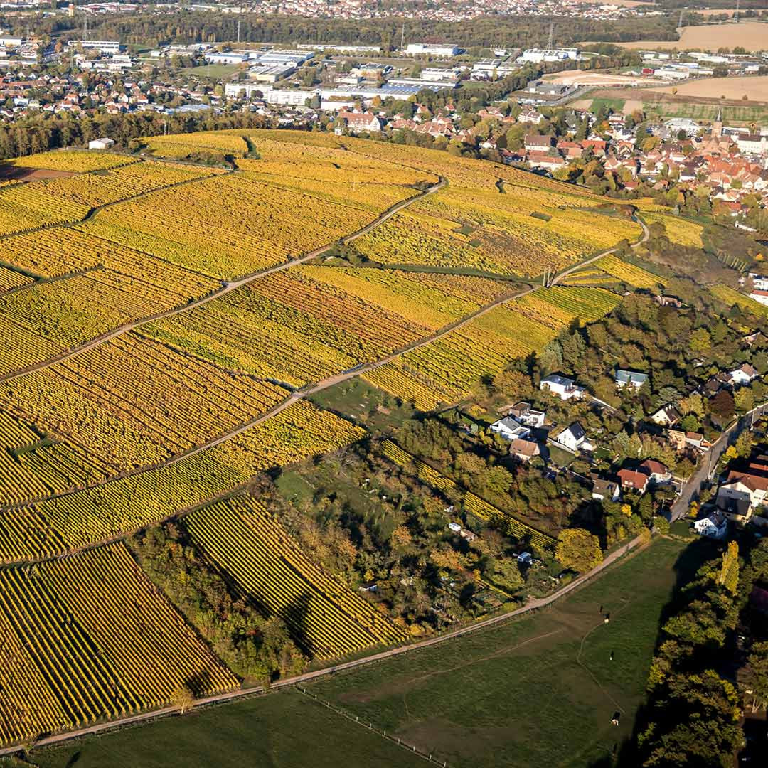 AOC Alsace 'Sulzer' 2020