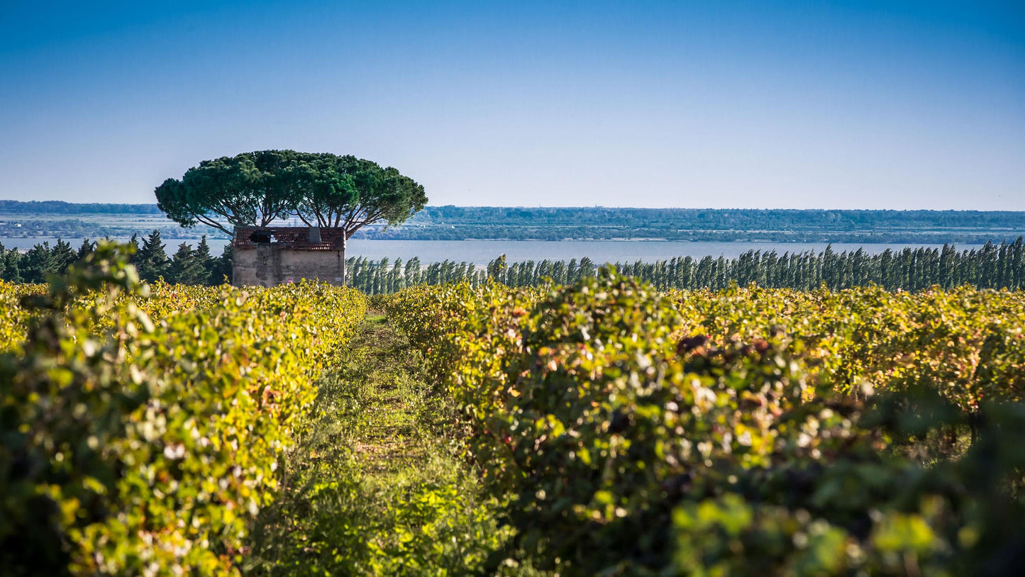 Costières de Nîmes Rosé 2025