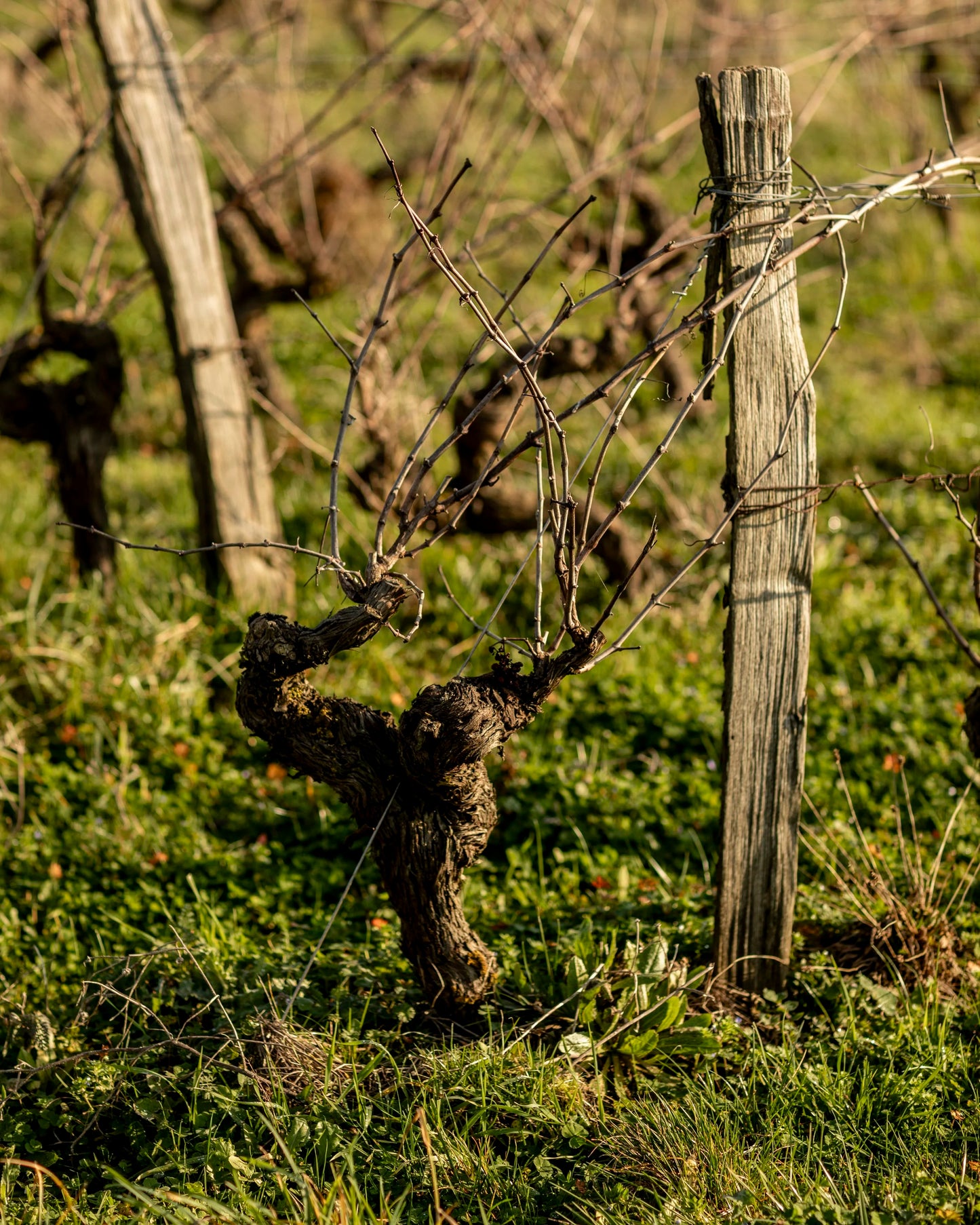 AOC Anjou 'Épic ou Rien' 2023