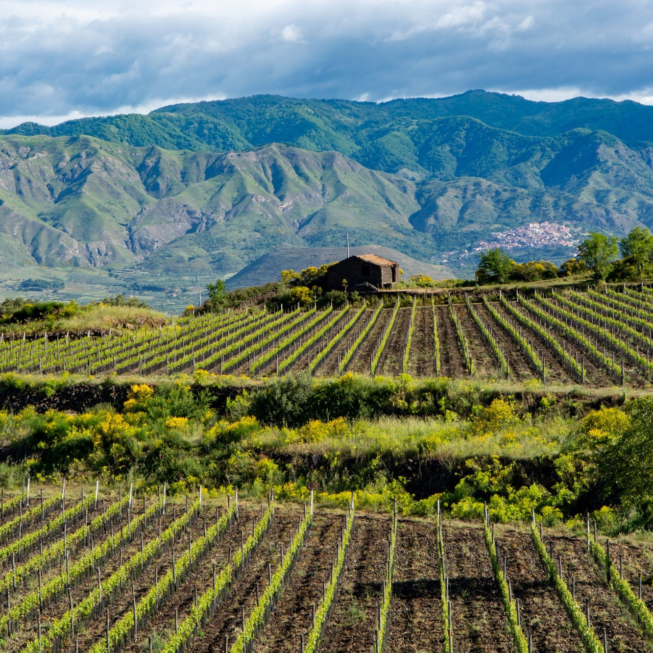 Terre Siciliane IGP 2024