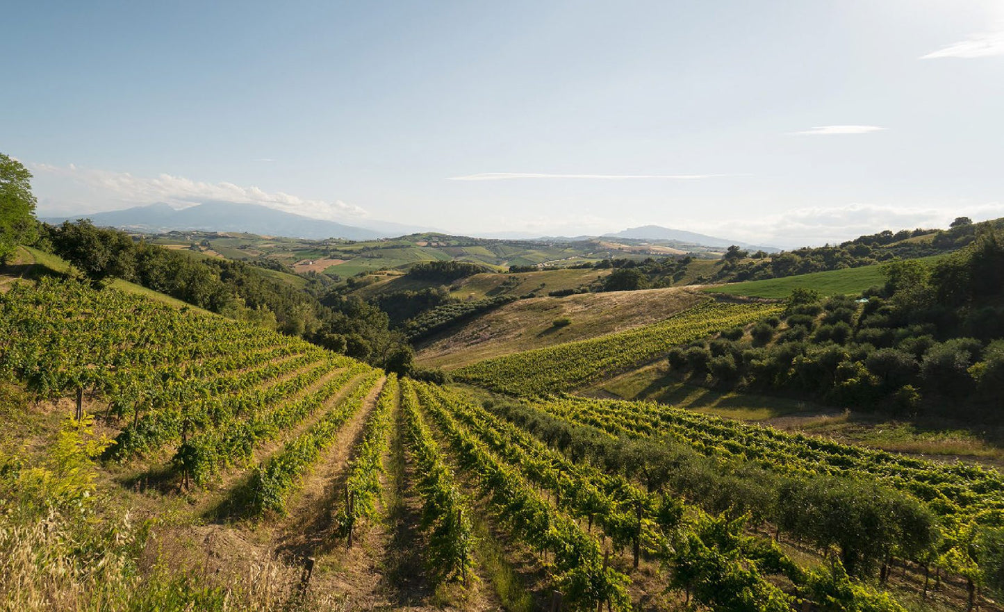 Rosso Piceno 'Tarà' 2023