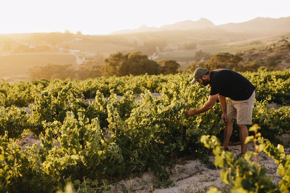 Pinot Noir 'Copper Pot' 2023
