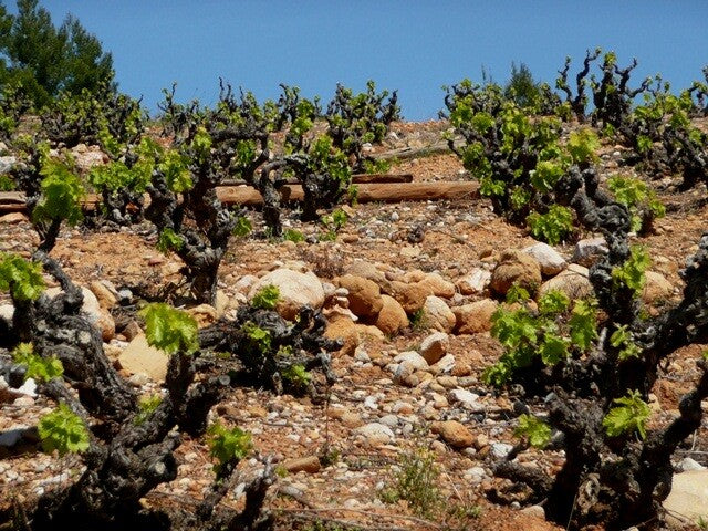 IGP Côtes Catalanes 'Solo Grenache' 2022