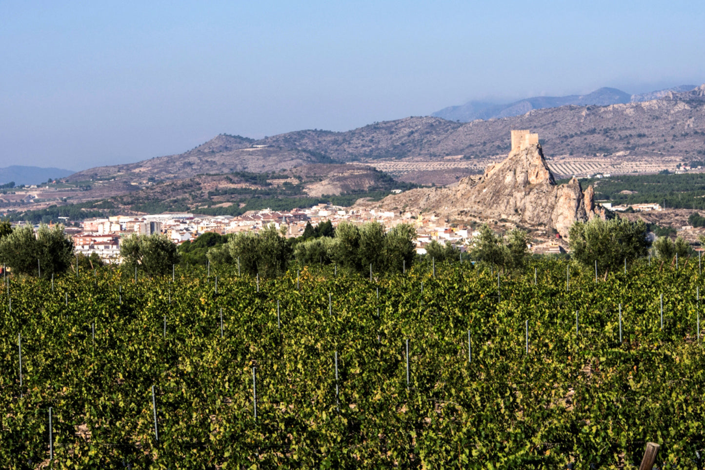Vino de Parcela Finca de Serrano Monastrell 2024