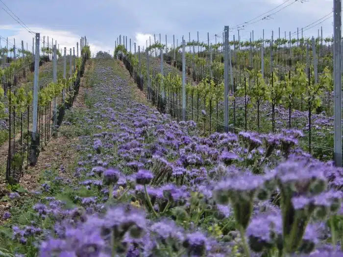 Neusiedlersee DAC 'Blaufrankisch' 2022