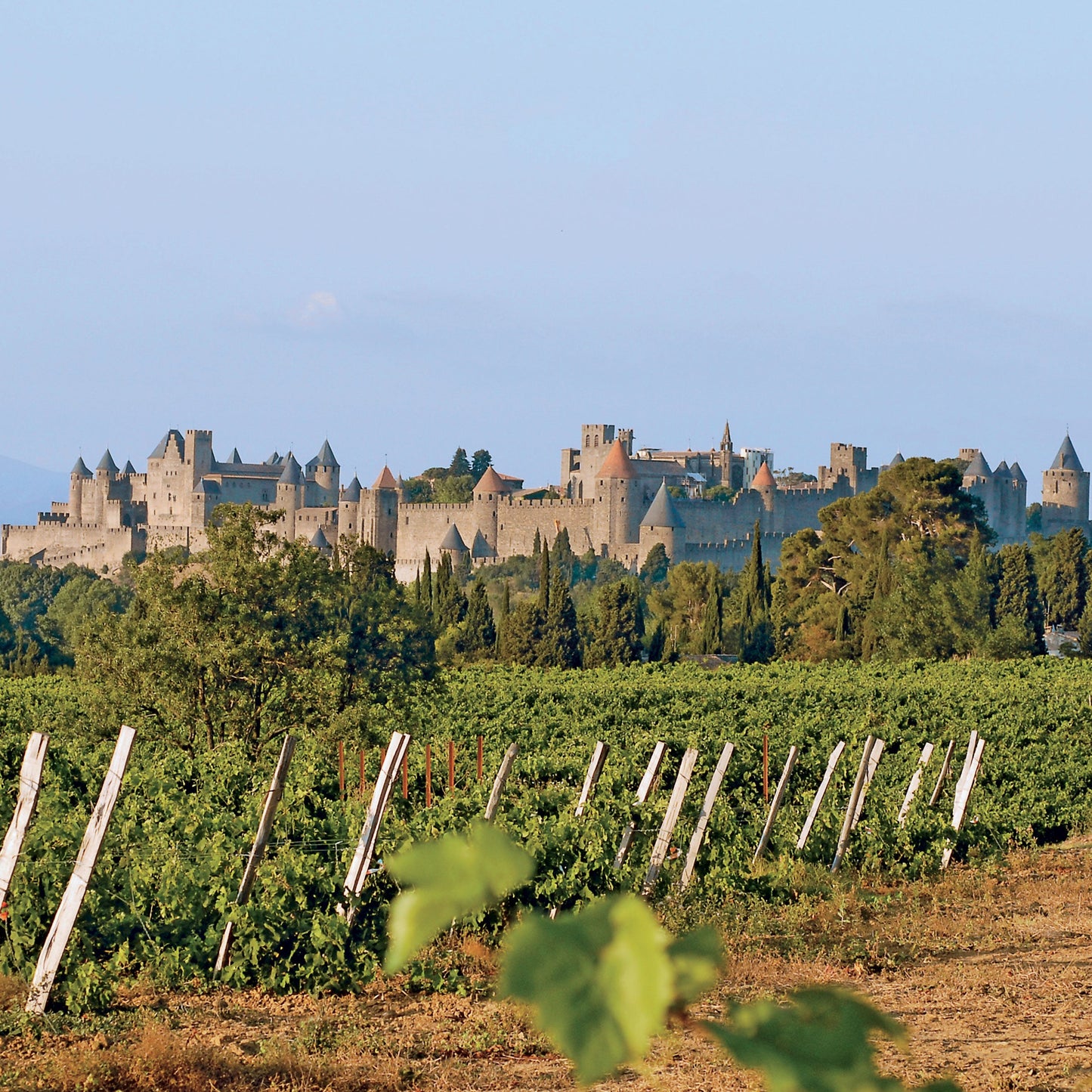 IGP Cité de Carcassonne 'Pinot noir' 2024