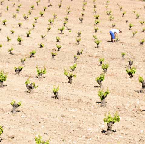 Sierra de Gredos 'Grenache Gre2' 2024, Terroir Project Y A Pie de Terra