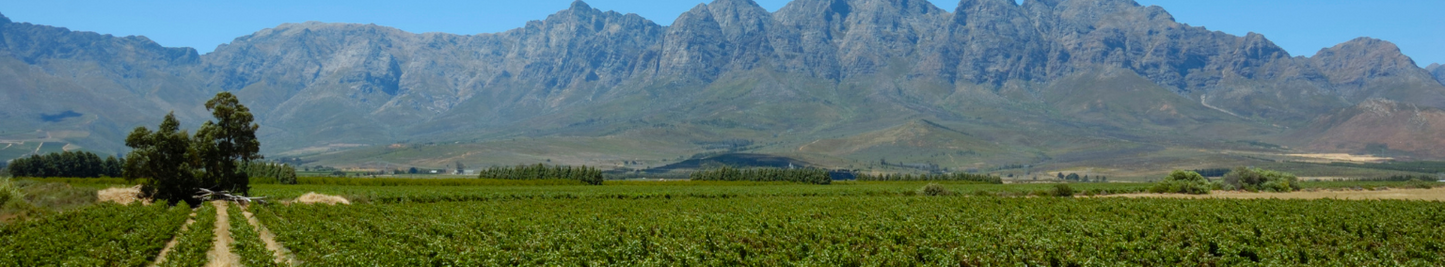 IGP Côtes de Thongue 'Carignan Vieilles Vignes' 2023
