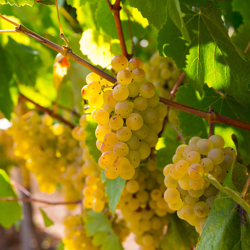 Picpoul de Pinet 2023