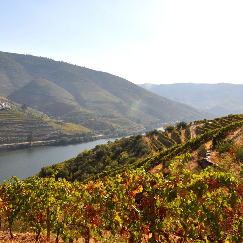 Douro branco 'Brother & Sister' 2023