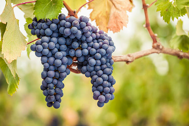 VDF Pinot noir 2024