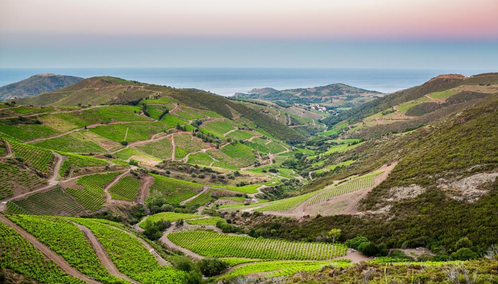 Côtes du Roussillon Rosé 'Les Terrasses' 2023