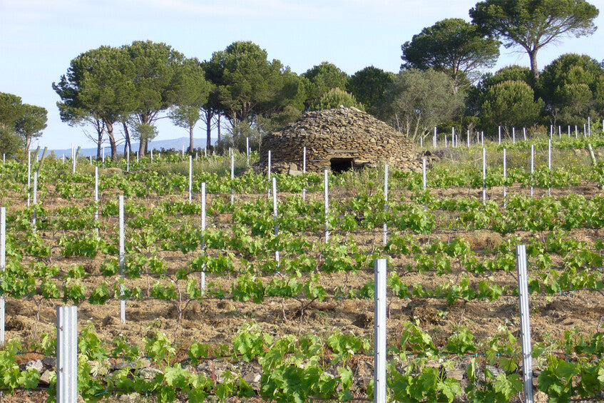 Empordà 'Petit suneus' 2024