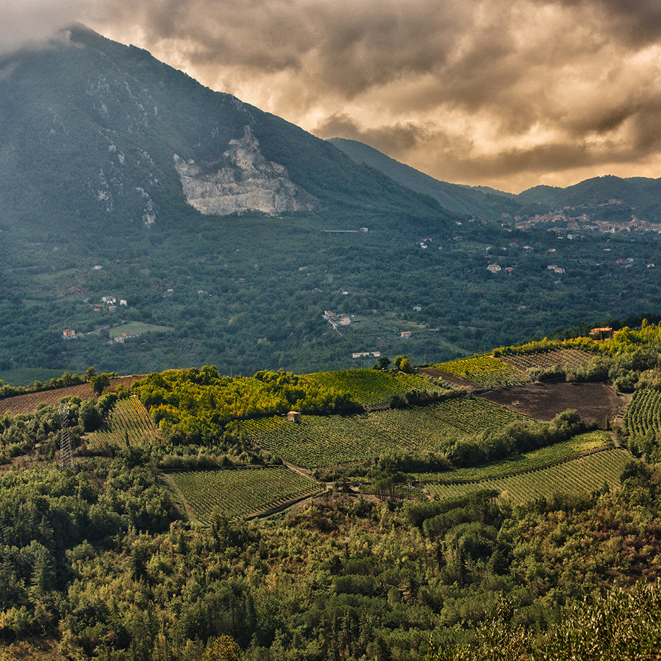 Lava Falanghina Campania IGT 2024, Fantini