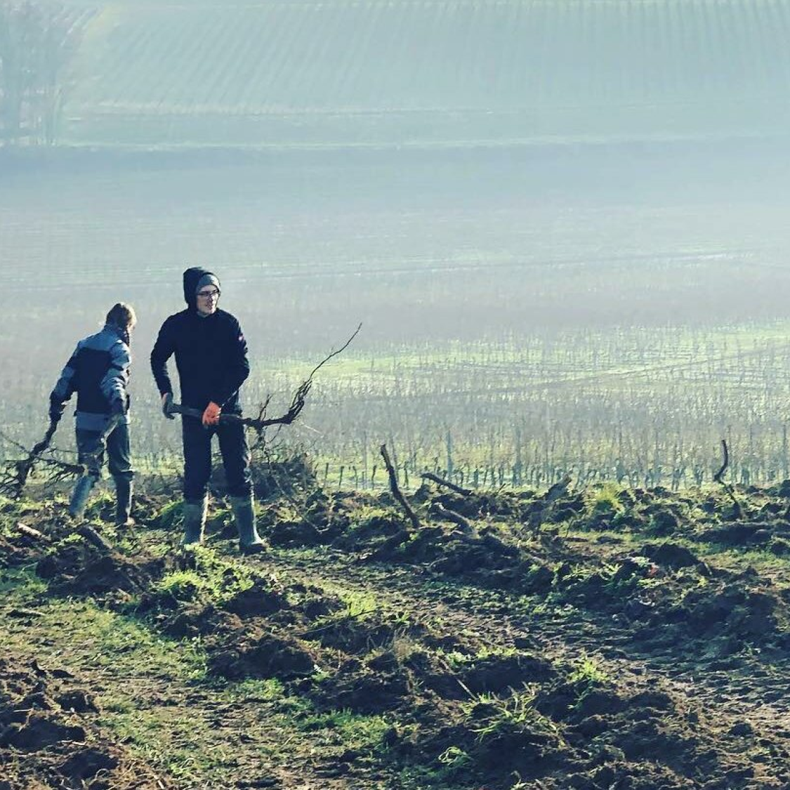 Rheinhessen 'The Green Hill' Riesling 2024