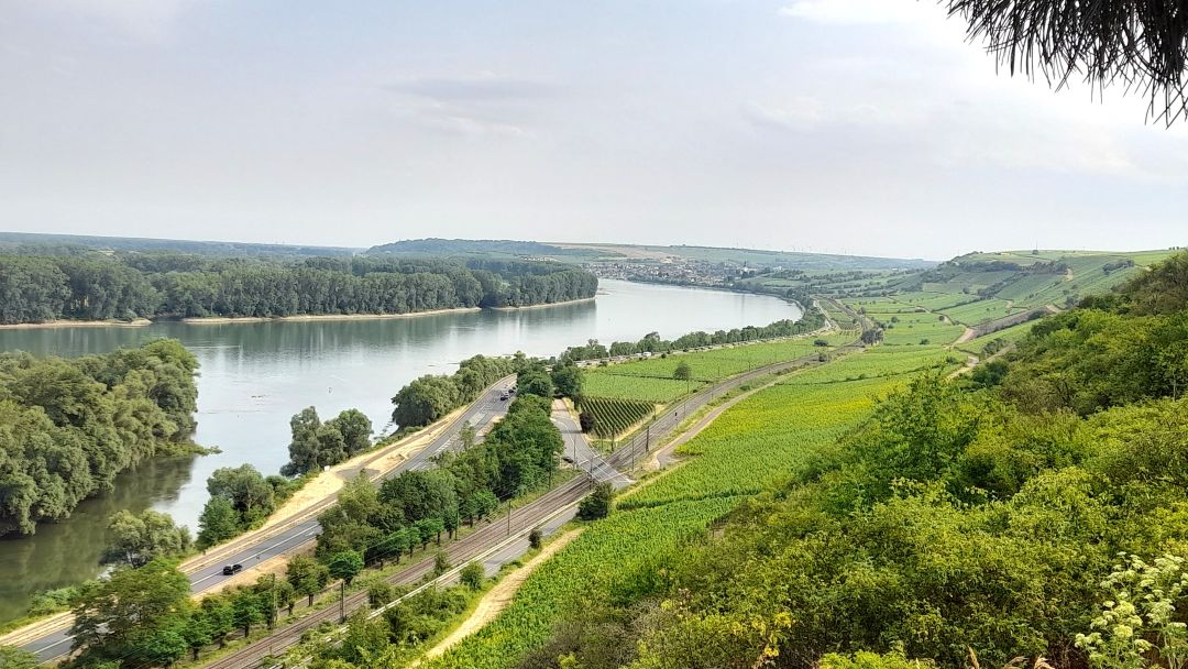 Rheinessen Grauerburgunder 2023
